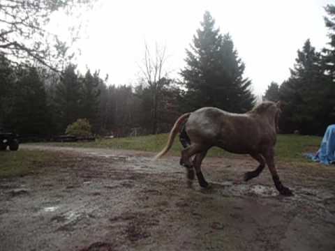 Groundwork exercise with Louie Clinton Anderson 10-27-15