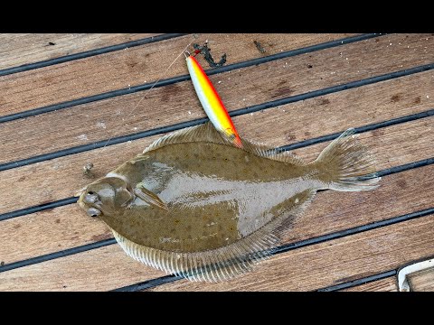 Sea Fishing Brighton - trying things - still catching plaice