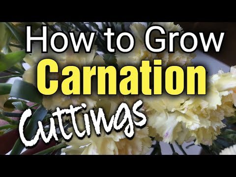 How to Grow Your Own Carnations from Store-Bought Flower