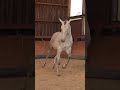 Caballo entero PRE Pura Raza Española En venta 2023 Tordo por FER BAGO