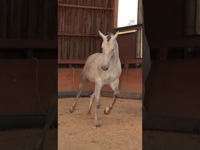 Caballo entero PRE Pura Raza Española En venta 2023 Tordo por FER BAGO