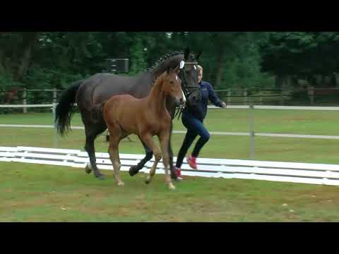 Broeker, Chacfly-Embassy-Graf Douglas