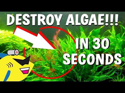 How To DESTROY Algae in 30 Seconds (Get Rid Of Aquarium Algae FAST)