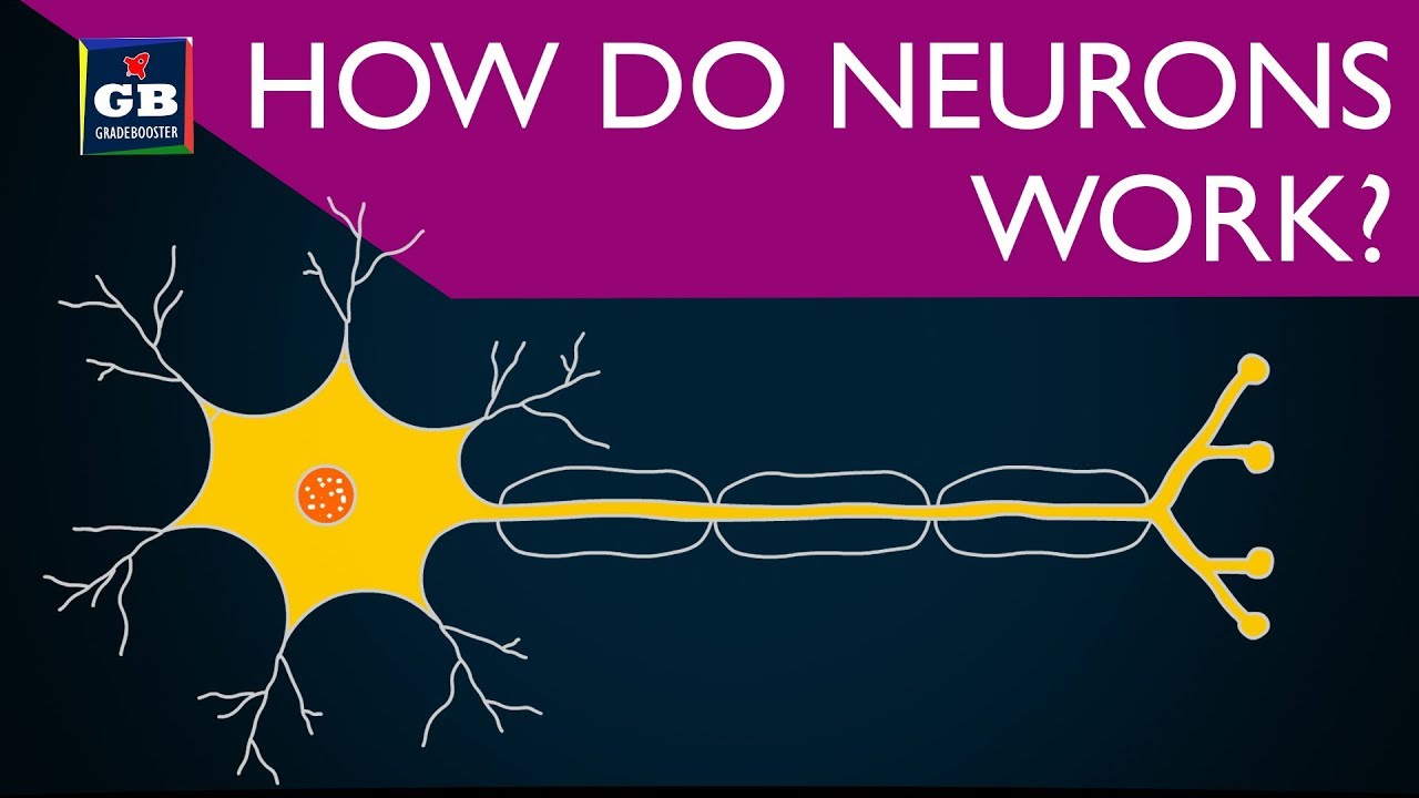 How do neurons work ? control and coordination | 10th Biology #CBSE | NCERT class 10 | Xth Science