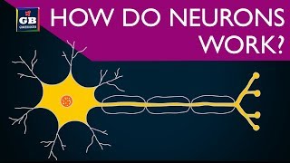 How do neurons work ? control and coordination | 10th Biology #CBSE | NCERT class 10 | Xth Science