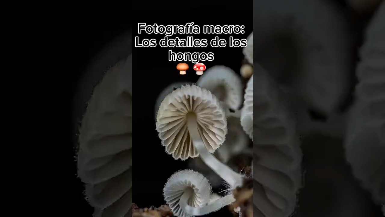 Fotografía macro: Los detalles de los hongos. #fotografiadenaturaleza