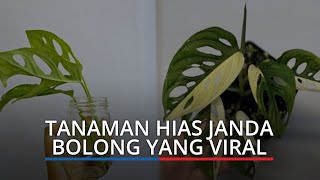 Download lagu Janda Bolong yang Viral, Tanaman Hias yang Harganya Meroket Capai Ratusan Juta Rupiah mp3