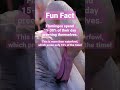 Greater Flamingo Preening