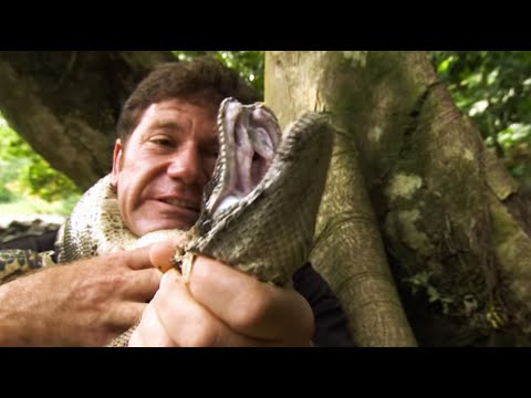 Strangled by a Boa Constrictor | Deadly 60 | Series 2 | BBC Earth