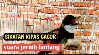 Download lagu SUARA BURUNG SIKATAN KIPAS GACOR COCOK BUAT PANCINGAN BURUNG BAHAN mp3