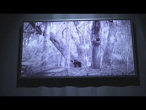 Conservation project 'Paper Bear' opens gallery for upcoming feature film