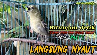 Download lagu Pancingan Sirtu/cipow/cipoh Gacor!!Hitungan Detik Langsung NYAUT‼️ mp3