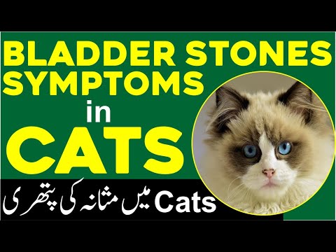 Bladder Stones/Uroliths Symptoms in Cats | Vet. Ibrahim | Urdu/हिंदी | English Subtitles |