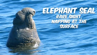 [問卦] 為什麼會夢遊的海象沒有被天擇掉？