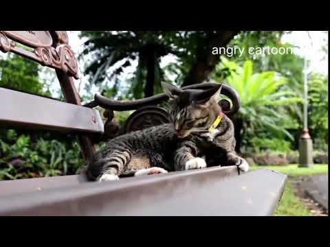 funniest videos 2022😂funny cats 😺#cute #cat long #video@sonamkumari