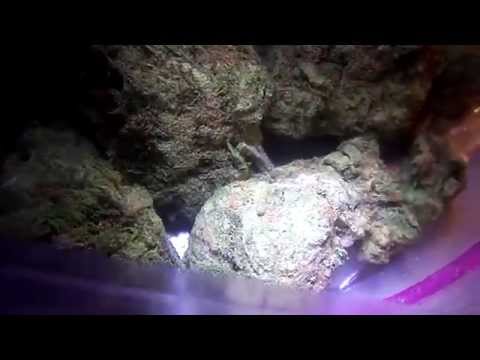 Quick Closeup Of Blueberry Haze