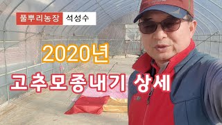 [고추재배방법] 고추 모종내기 모종내는방법 상세