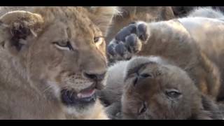 Missing Blues / Sunlit Cross / Luke Roberts