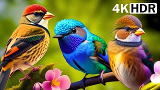 Colorful Birds | Breathtaking Nature & Amazing Birds Songs | Stress Relief | Beautiful Nature Birds