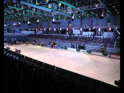 Haflinger Luber Einspänner-Quadrille