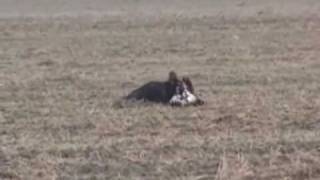 Deer Hunting With a Hawk!