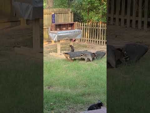 Raccoon proof feral cat feeding station.