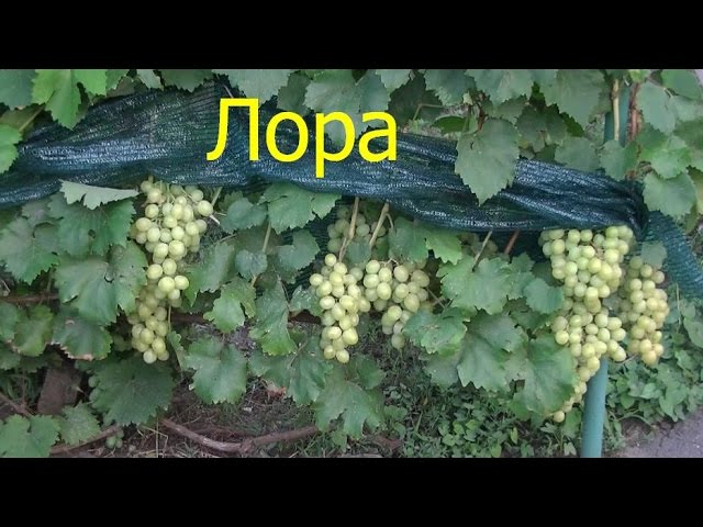 Виноград Лора