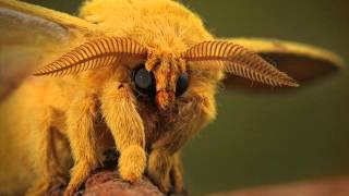 FOREVER ALIEN - Blackened Angel