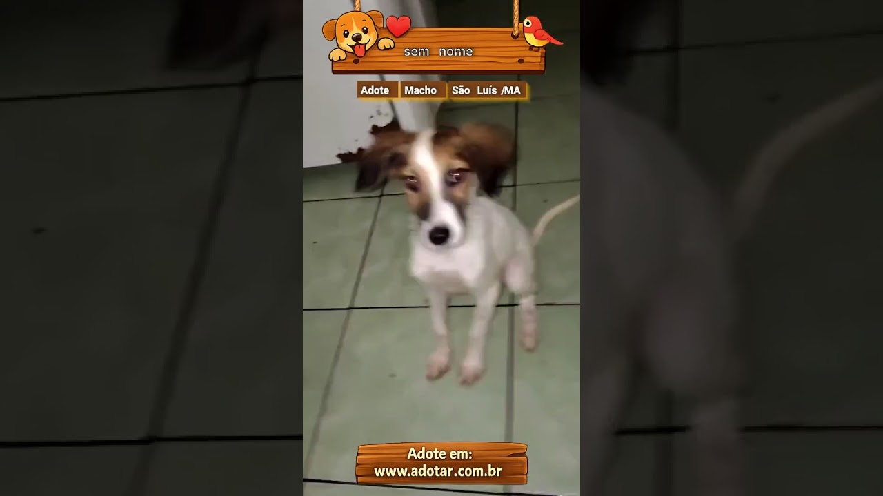 Cachorro raça SRD-ViraLata idade 2 a 6 meses nome sem nome