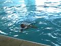 Miles Swim Test