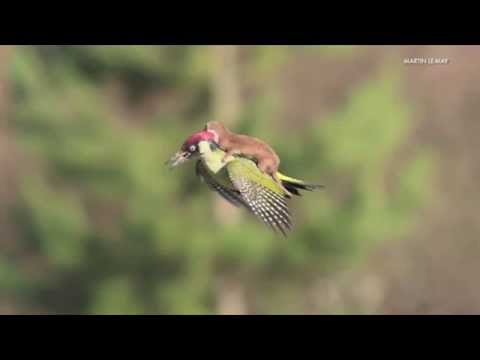 Weasel "rides" woodpecker