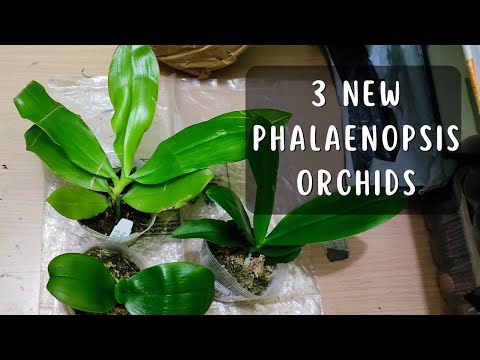 New phalaenopsis orchid haul and their preliminary care #orchids #orchidcare #phalaenopsis