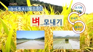 [농사정보] (5월1주)  벼_모내기