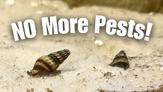 These Aquatic Snails from Amazon Will Take Care of Pest Snails!