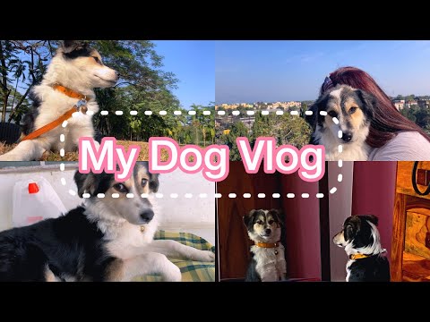 Weekend getaway in Dooars ll My dog nearly died ll