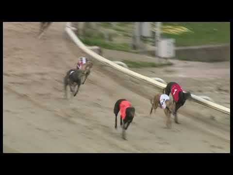 Goldies Hotspur - Sussex Cup Stayers