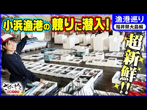 ¡Todo tipo de mariscos de Wakasa! ¡Entra sigilosamente en la subasta en el puerto pesquero de Obama! Kahonan, ¡traté de manejarlo rápidamente! ¡Bonito, rubio y platija seca! ¿Puedes manejarlo bien? ? [Visita al puerto pesquero/Edición Oshima de la prefectura de Fukui]