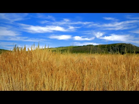 Relaxing Wind Sounds for Sleeping or Stress Relief 💨 Nature White Noise 10 Hours