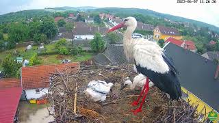 30e day White Storks Hungary