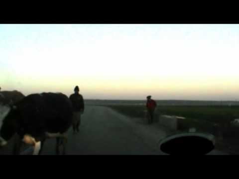 Tehénkedes - Pestra (Olt megye, Románia) - 2015/10/28 késő délután