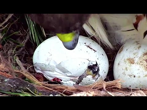 Cornell Red tailed Hawks ~Little one is still moving 🥰~1:24 PM 2022/04/21