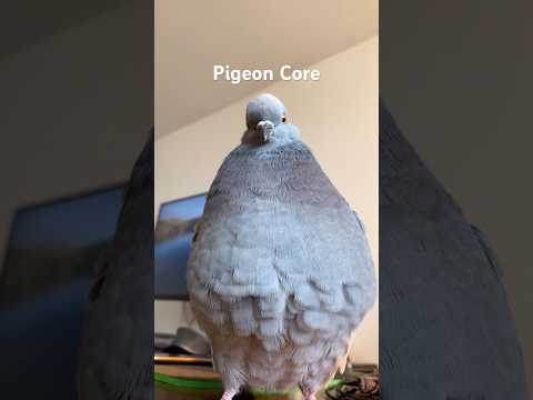 Pigeon Core #animalshorts #cuteanimals #pigeon #pigeons #pigeonbird #pigeonpigeon #pigeonlover