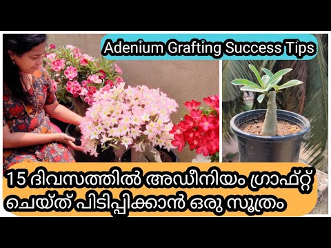 10 Golden Tips to do Adenium Grafting | അഡീനിയം ഗ്രാഫ്റ്റ് ചെയ്യാൻ അറിഞ്ഞിരിക്കേണ്ട 10 ടിപ്സ്