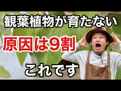 なぜ植物にコルクを入れるのですか？ 4 つの理由、4 つの用途  庭園