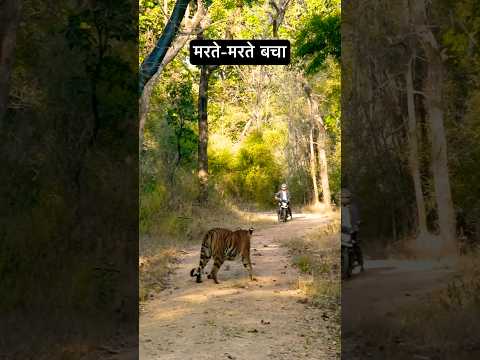 TIGER ATTACK. I narrowly escaped death today! #shorts #shortsfeed #shortsviral #short #ytshorts #...