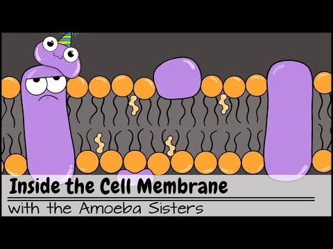 image-What is membrane processing?