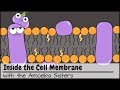 Inside the Cell Membrane