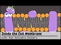 Inside The Cell Membrane