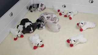 Video preview image #1 Border Collie Puppy For Sale in CONWAY, MO, USA