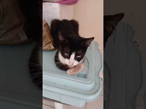 Vídeo de Zé 